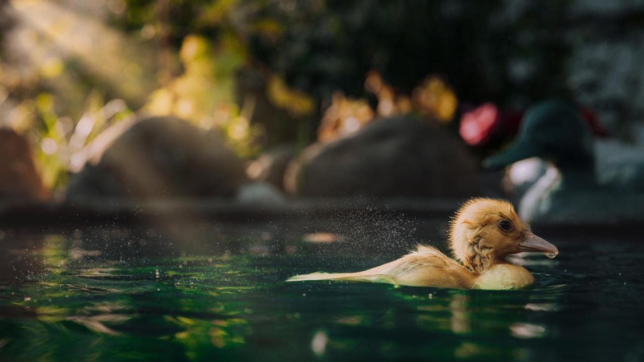 Casuta De Sub Deal - Ciubar Si Piscina Villa Magura  Bagian luar foto